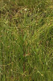 Image result for Adenostemma afrum