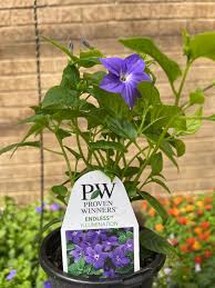 Image result for Browallia