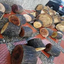 Cuando nos encontramos un tronco caído, nos vemos obligados a talar un árbol por motivos de seguridad o realizamos una poda. Troncos Madera Anuncios Febrero Clasf