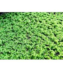 Image result for Azolla filiculoides