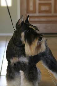 Black And Silver Miniature Schnauzer Black Silver Champion Sired Miniature Schnauzer Stud Www Chapmanschnauzers Com Schnauzer Breed Schnauzer Puppy Schnauzer