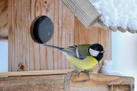 Image result for Kohlmeise vogelhouse