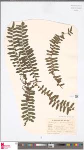 Image result for Tricalysia niamniamensis