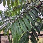 Image result for Canarium schweinfurthii