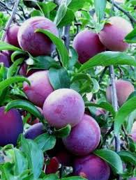 Image result for prunus domestica renkloda althana