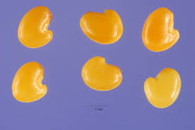 Image result for Crotalaria lanceolata