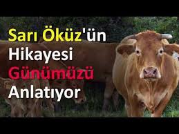 Sari Okuz Un Hikayesi Gunumuzu Anlatiyor Videolu Ruya Tabirleri 2020 Okuz Sari Ozlu Sozler