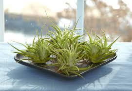 Essentially, plants share some of its sugars in exchange for getting help absorbing other nutrients. How To Grow And Care For Air Plants Better Homes Gardens