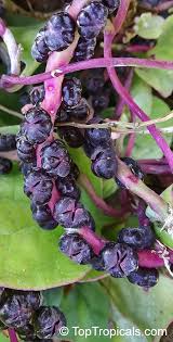 Image result for Basella