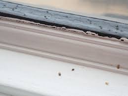 Tiny Dead Black Bugs On Window Sill : R/Pestcontrol