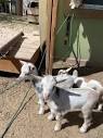 los angeles for sale by owner "goats" - craigslist