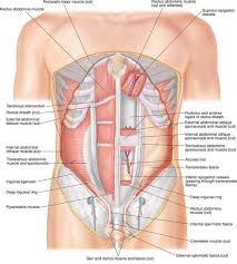 Why does haemoglobin binds with oxygen in the alveolar capillary blood while in tissues it dissociates from oxygen? Stomach Muscles Diagram Biological Science Picture Directory Pulpbits Net