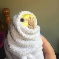 Pin By Havva Nur On Birbs Cute Baby Animals Cute Funny Animals Cute Animals
