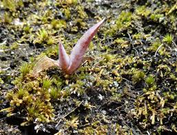 Place them in a bright location but out of the direct sun. Growing Succulents From Seed Learn About Succulent Seed Propagation
