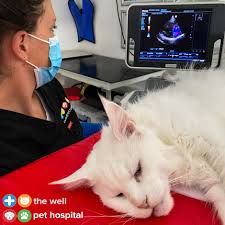 I left austin thinking the prescription would be easy to fill in katy. The Well Pet Hospital Home Facebook