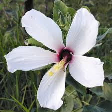 Image result for Commicarpus grandiflorus