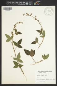 Image result for Desmodium subsecundum