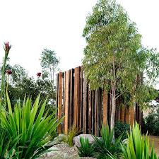 What kind of eucalyptus do you want? Buy Corymbia Citriodora Dwarf Eucalyptus Citriodora Lemon Scented Gum Seed Australian Seed