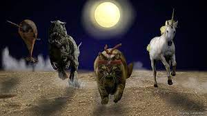 10 Cool Ninja Cat Wallpapers For Microsoft Windows 10 Ninja Cats Cat Wallpaper Cat Window