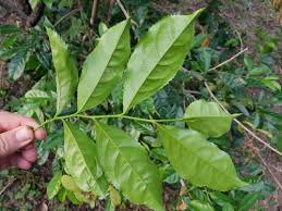 Image result for Suregada procera