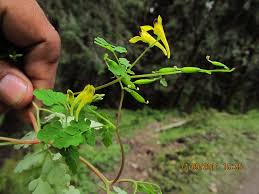 Image result for Corydalis mildbraedii