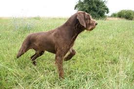 We did not find results for: 10 Things You Didn T Know About The Pudelpointer