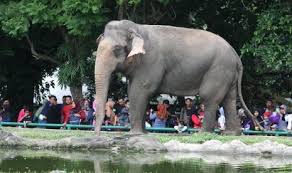 Konservasi terhadap flora dan fauna merupakan salah satu contoh perwujudan pelaksanaan hak dan kewajiban manusia terhadap lingkungan alam. 200 Ayat Alquran Tegaskan Mengapa Hewan Layak Dilindungi Republika Online