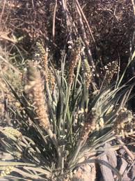 Image result for Plantago palmata