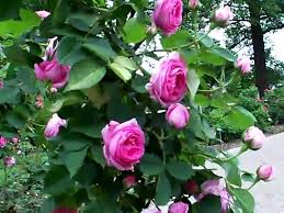 Choose an option one quart (5) pot. Louise Odier Rose Youtube