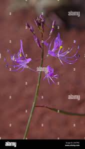 Image result for Cleome maculata