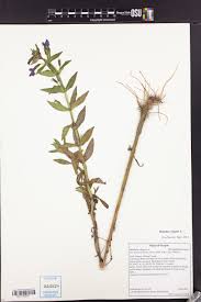 Image result for Limosella capensis