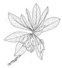 Image result for Terminalia brachystemma