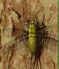 Image result for Nicolasia stenoptera