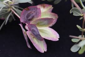 Image result for Terminalia randii