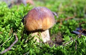 (084) 664 24 58 fax (084) 665 88 71. W Lasach Pojawily Sie Pierwsze Grzyby Glownie Prawdziwki I Kozaki Czerwone Nowy Sacz Wiadomosci Radio Krakow