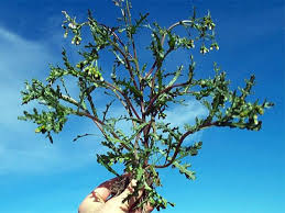 Image result for Synadenium angolense