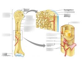 Diagrams are helpful for studying content that requires maps, charts, or images. Long Bone Labeled Quizlet Inside Long Bone Diagram Quizlet Label The Parts Of A Long Bone Lindseyf Archer