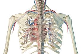 The rib cage, shaped in a mild cone shape and more flexible than most bone sets, is made up of varying elements such as the thoracic vertebra, 12 equally paired ribs, costal cartilage, and held together anteriorly by the sternum. Rib Cage Anatomy Back View