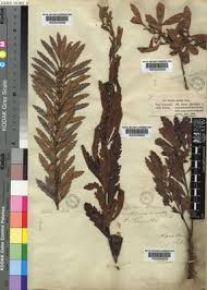 Image result for Myrica serrata