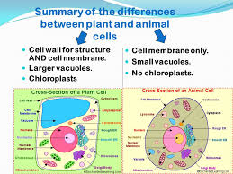 Plant cell diagram enchanted learning. Unit Cellular Structure Function How Are Plant And Animal Cells Different From Each Other Although Plants And Animals Are Both Eukaryotes There Ppt Download