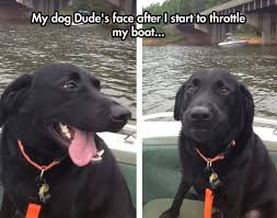 The Face Of A Concerned Dog Funny Animal Pictures Funny Animals Cute Animals