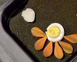 Traditional balsamic vinegar begins with grape must —whole pressed grapes complete with juice, skin, seeds and stems. Chicken Aspic Flavored With Balsamic Vinegar