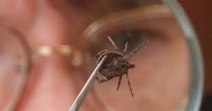 Informatii generale si de combatere despre pericolul pe care il reprezinta capusa. Prim Ajutor MuÈ™cÄƒtura De CÄƒpuÈ™Äƒ Medicina Romaneasca