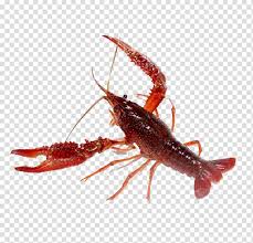 Image result for Palinurus elephas