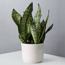 Mother in law's tongue is the funniest name of this plant which named due to the. Snake Plant Sansevieria Plants Com
