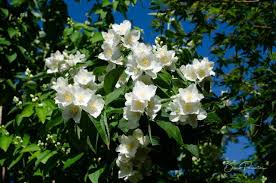 Les fleurs du seringat sont mellifères et nectarifères. Seringat Culture Taille Et Parfum