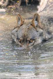 The World Of Wolves Animals Animals Beautiful Wild Dogs