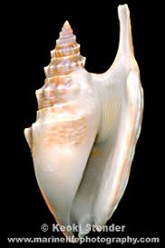 Image result for Strombosiopsis