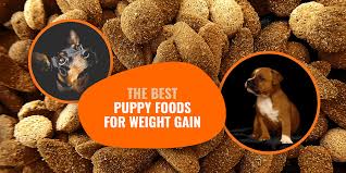 Top 13 best dog food for pitbulls latest update: 5 Best Puppy Foods For Weight Gain Mass Builders Reviews