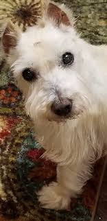 We did not find results for: Mini Schnauzer Animals Cute Dog Dog Doggy Nice Miniature Schnauzer Perrito Hd Mobile Wallpaper Peakpx
